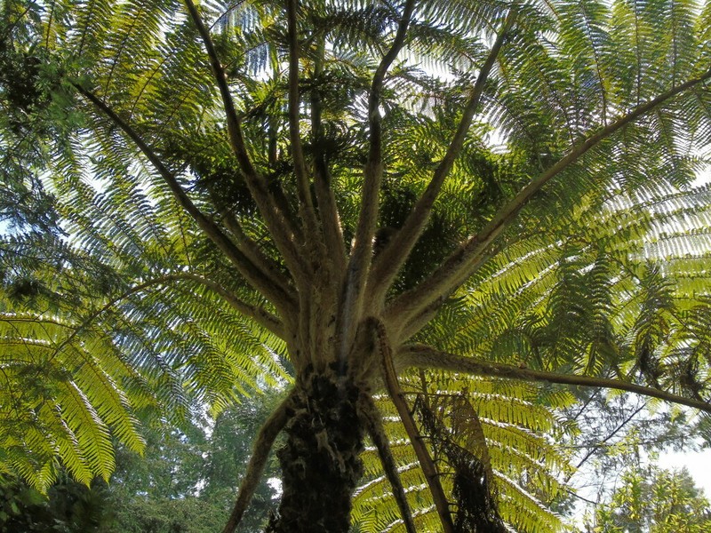 Sphaeropteris tomentosa photo 3