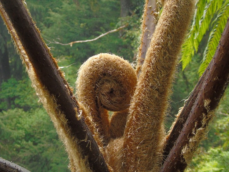 Sphaeropteris tomentosa photo 5