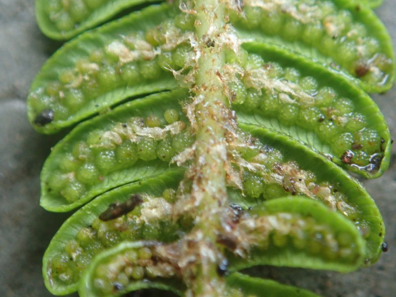 Sphaeropteris tomentosa photo 6