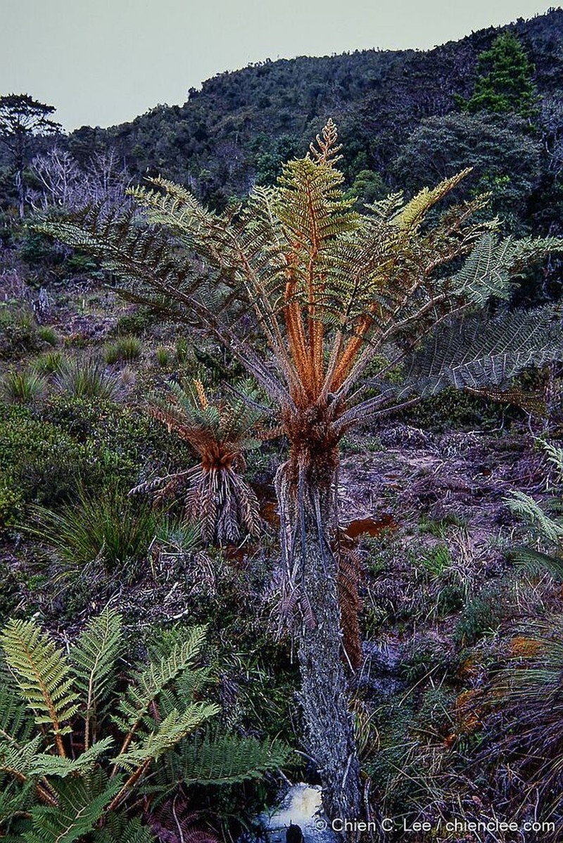Sphaeropteris tomentosissima photo 3