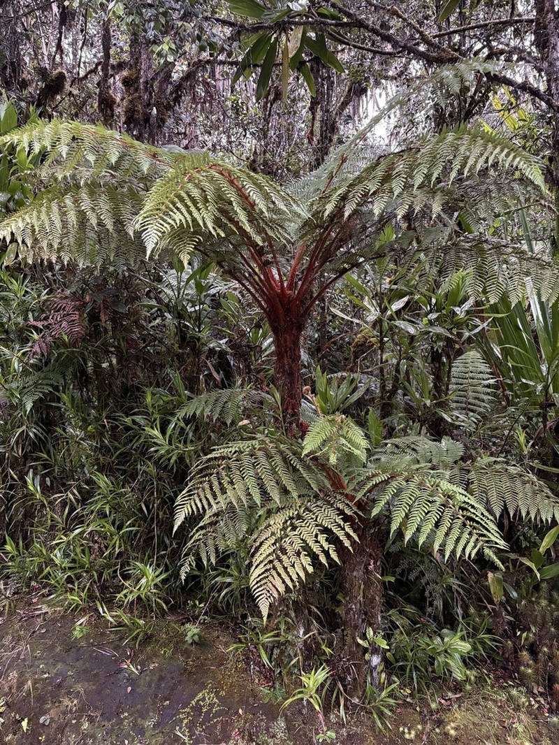Sphaeropteris tomentosissima photo 4