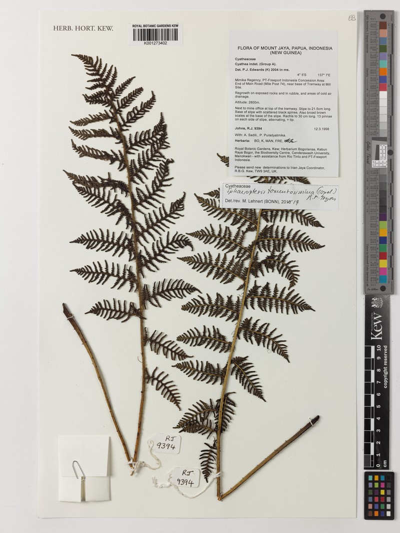 Sphaeropteris tomentosissima photo 5