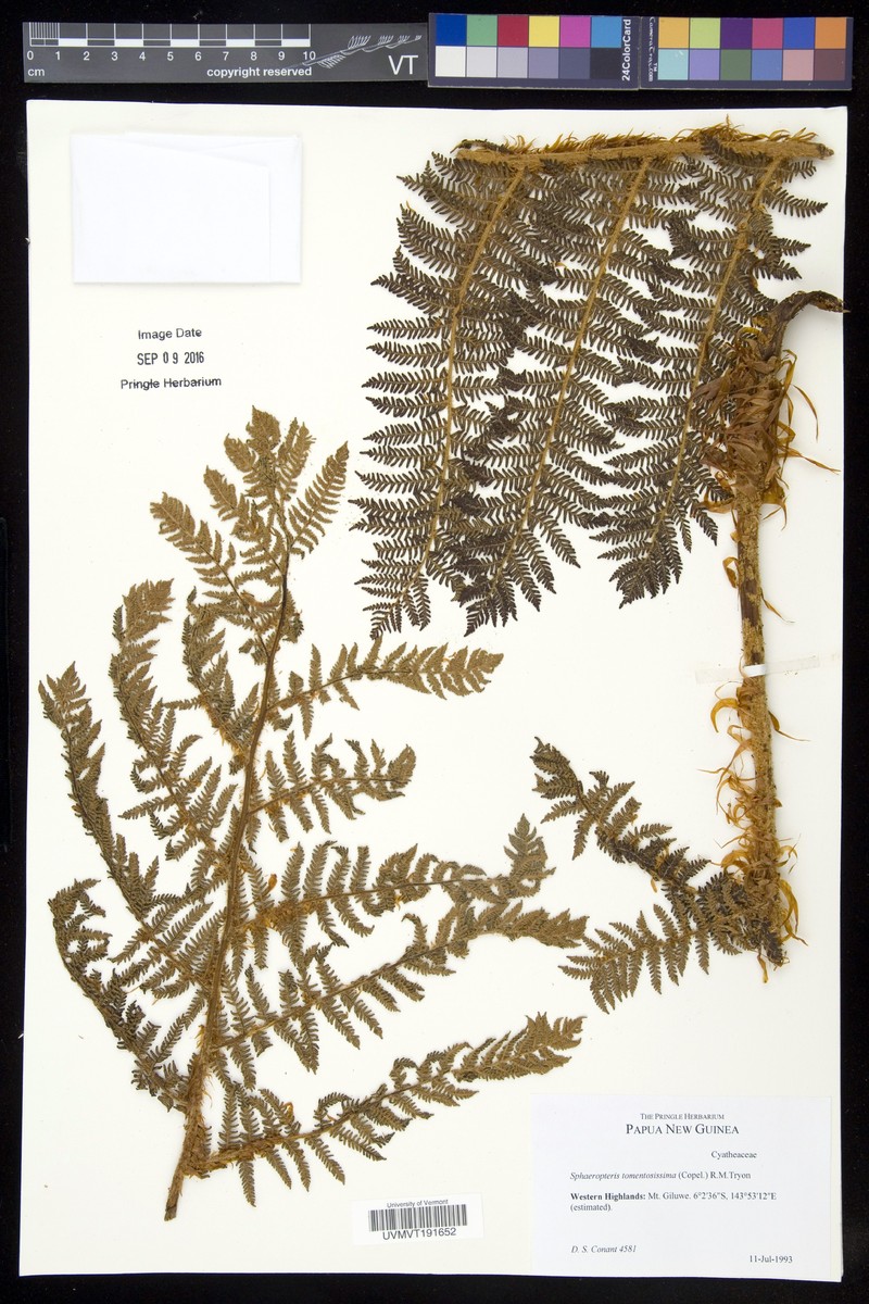 Sphaeropteris tomentosissima photo 6