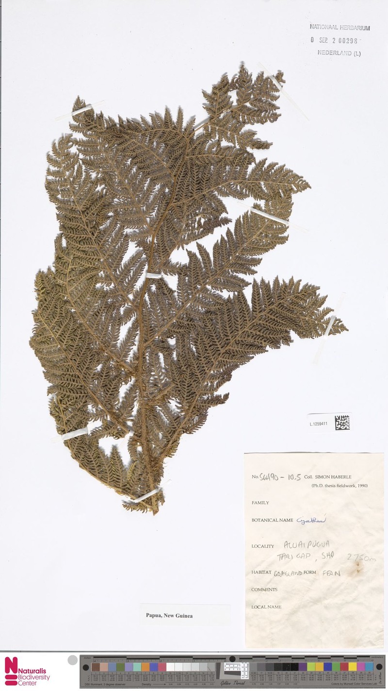 Sphaeropteris tomentosissima photo 7
