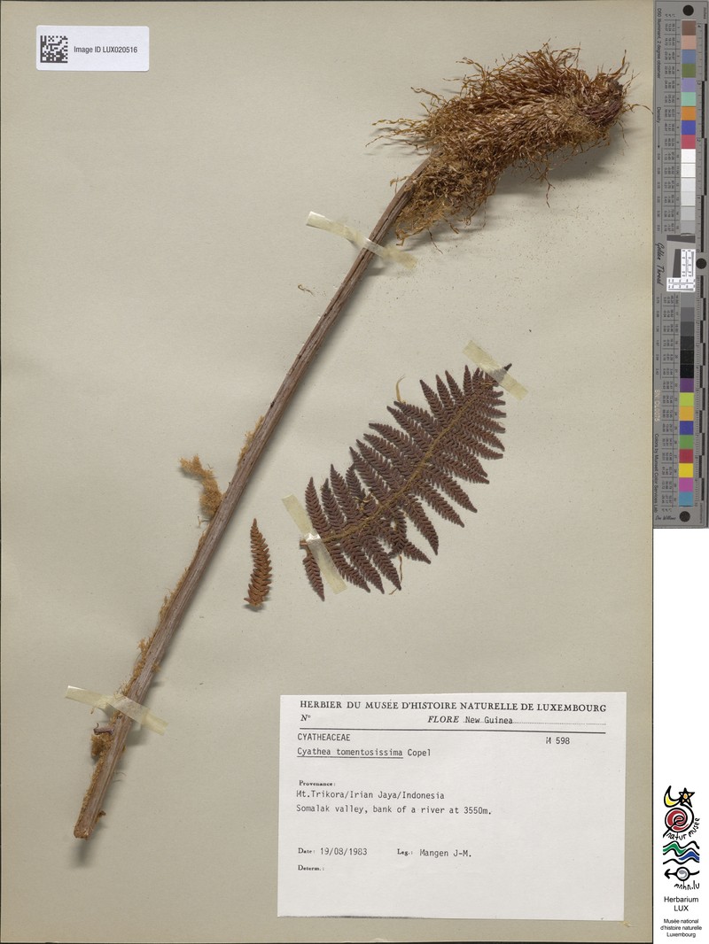 Sphaeropteris tomentosissima photo 8