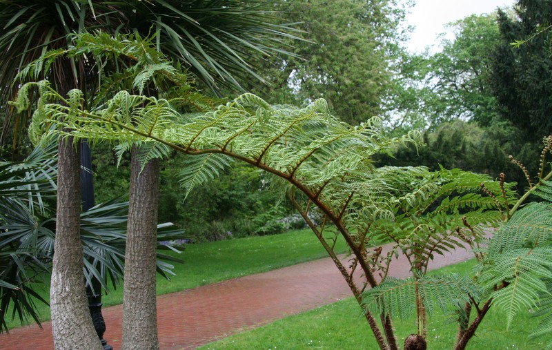 Sphaeropteris tomentosissima