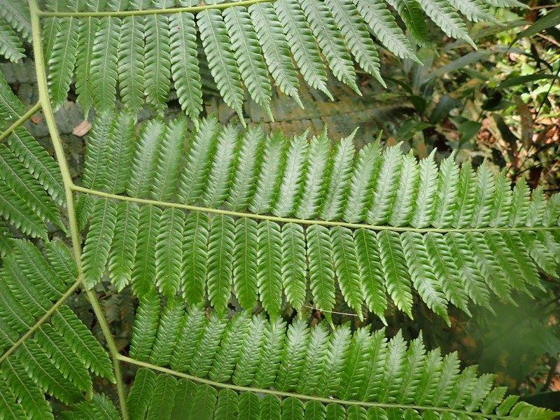 Sphaeropteris trichodesma