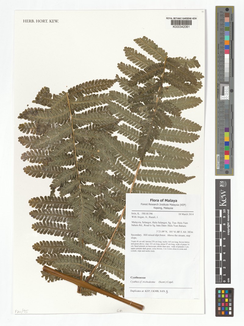 Sphaeropteris trichodesma photo 2
