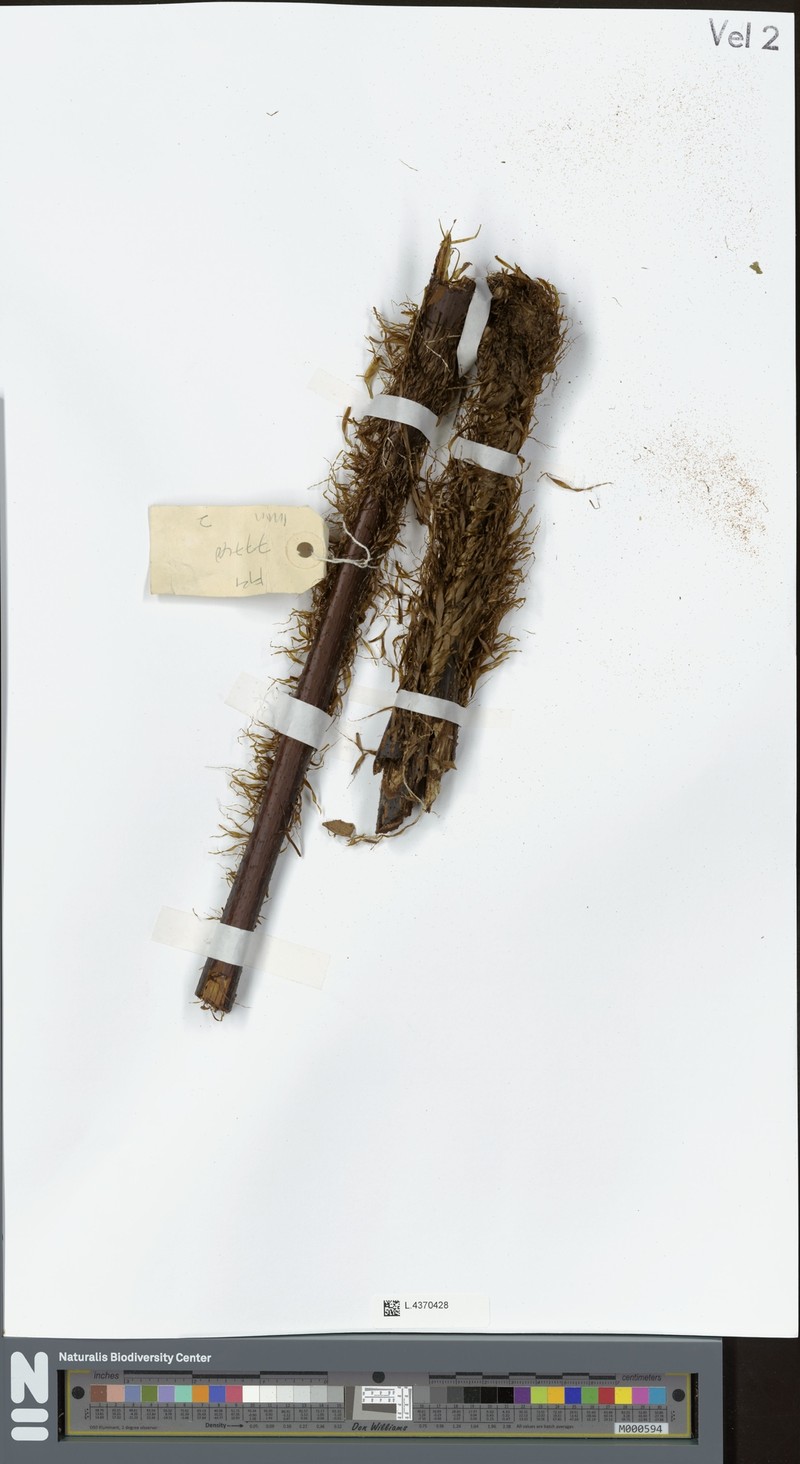 Sphaeropteris trichodesma photo 3