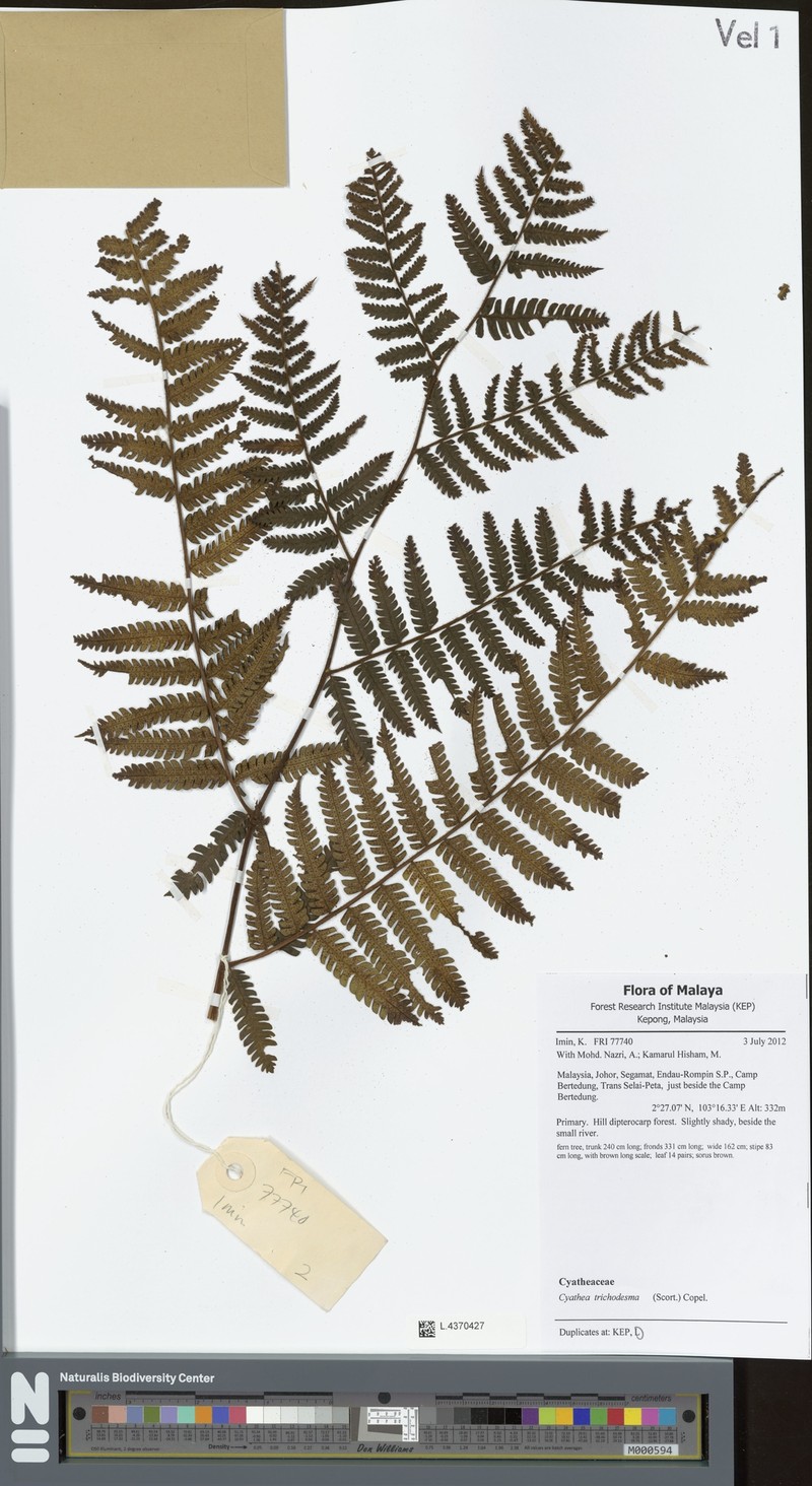 Sphaeropteris trichodesma photo 4
