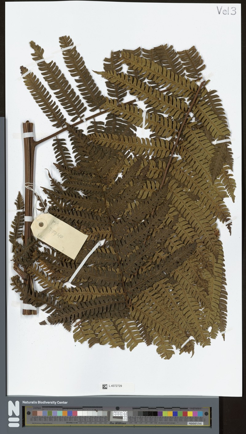 Sphaeropteris trichodesma photo 5