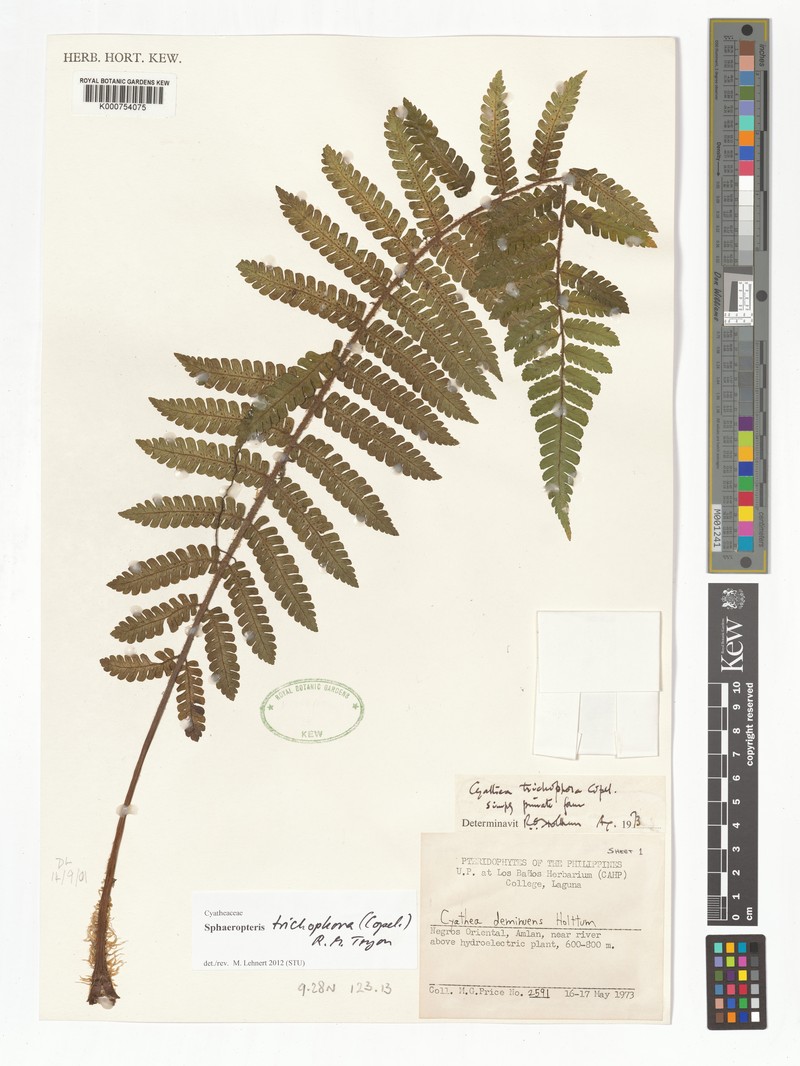 Sphaeropteris trichophora