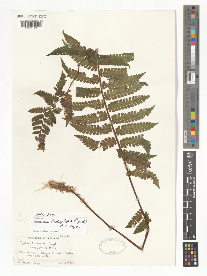 Sphaeropteris trichophora photo 2