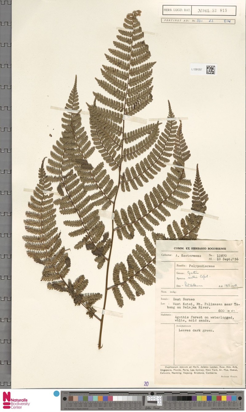 Sphaeropteris trichophora photo 3