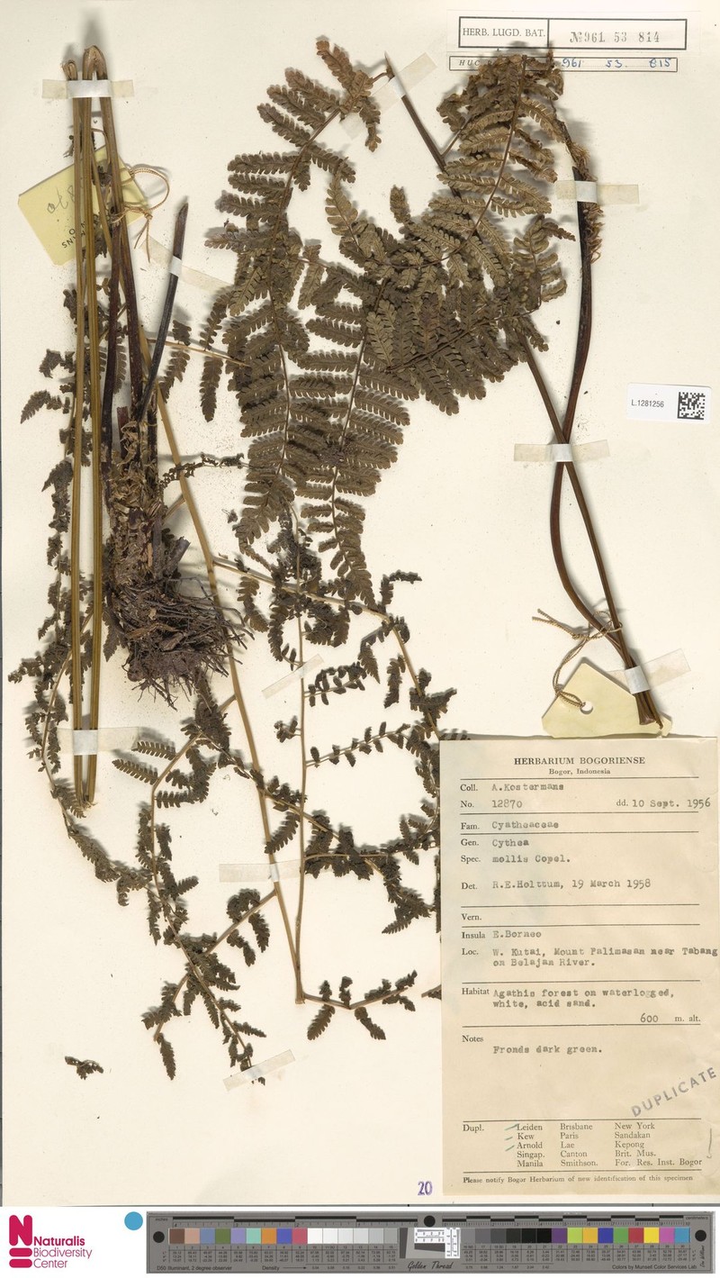 Sphaeropteris trichophora photo 4