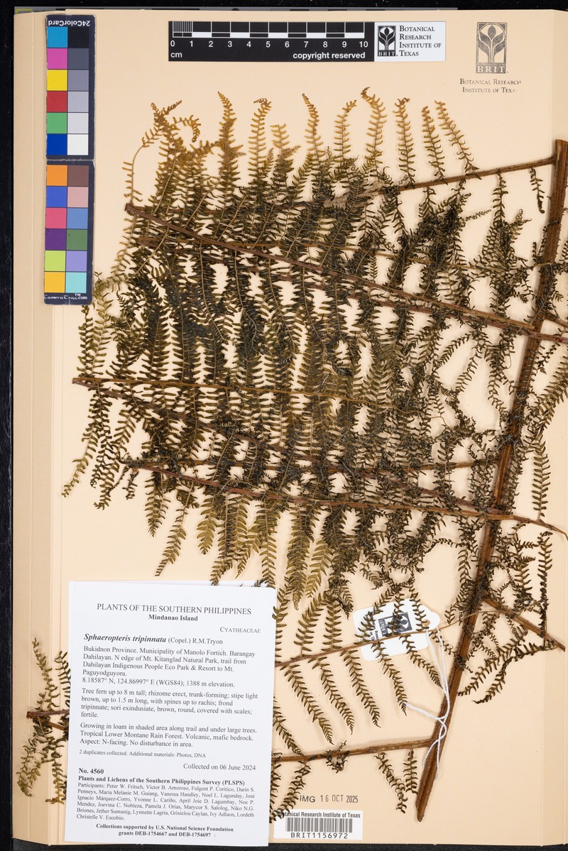 Sphaeropteris tripinnata