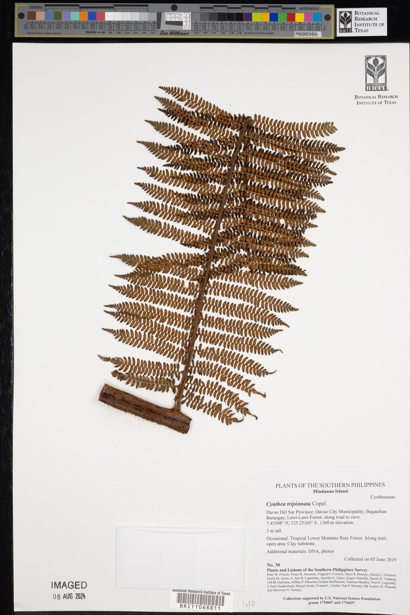 Sphaeropteris tripinnata photo 2