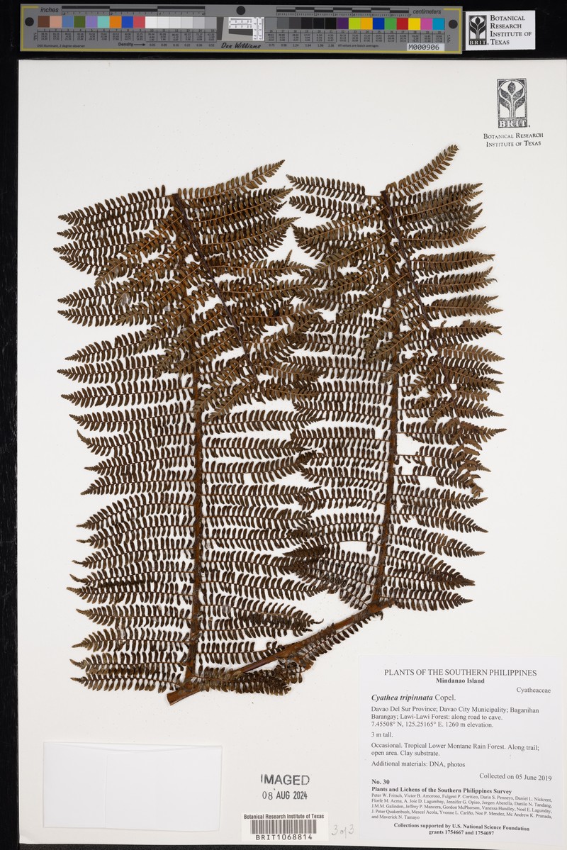Sphaeropteris tripinnata photo 3