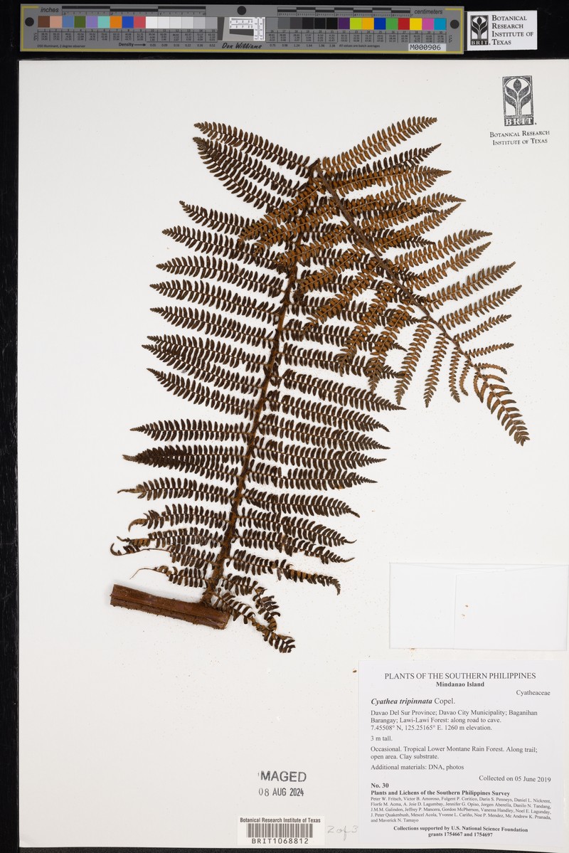 Sphaeropteris tripinnata photo 4