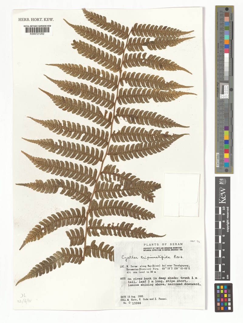 Sphaeropteris tripinnatifida
