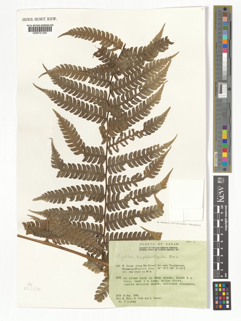 Sphaeropteris tripinnatifida photo 2