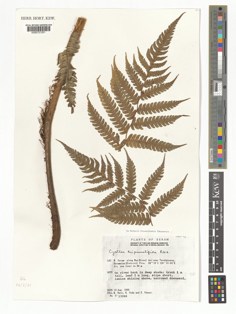 Sphaeropteris tripinnatifida photo 3
