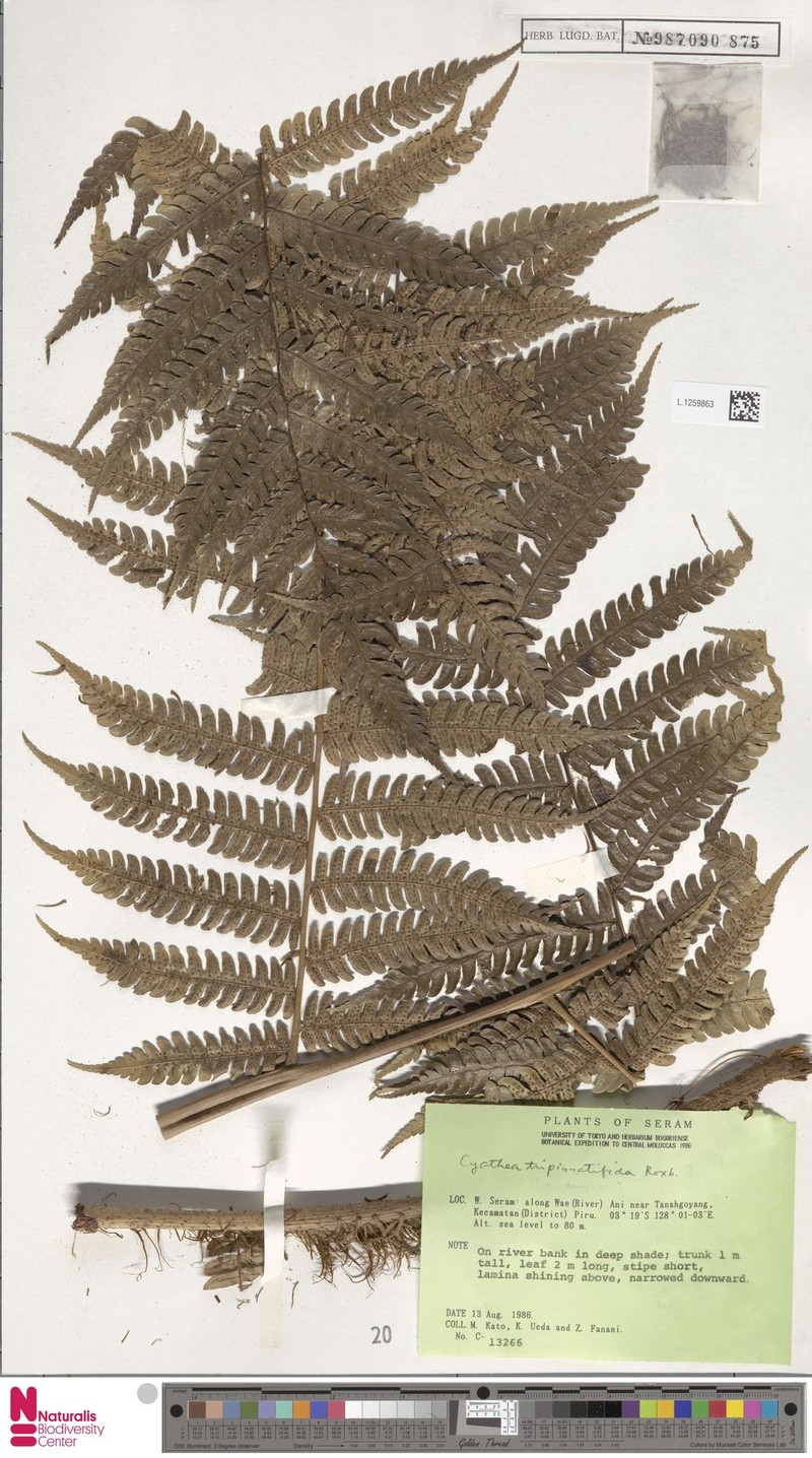 Sphaeropteris tripinnatifida photo 4