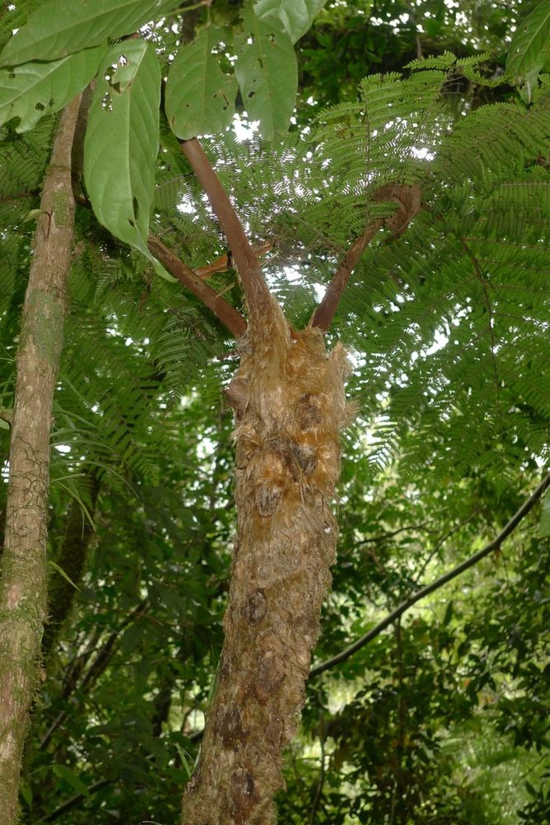 Sphaeropteris truncata
