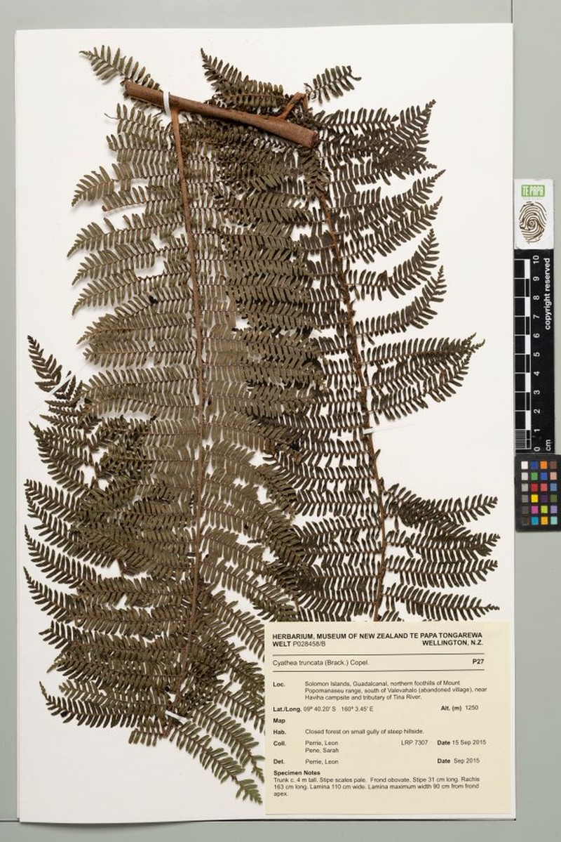 Sphaeropteris truncata photo 2