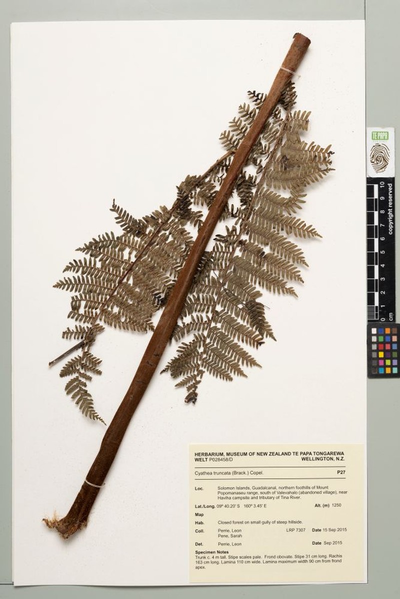 Sphaeropteris truncata photo 3