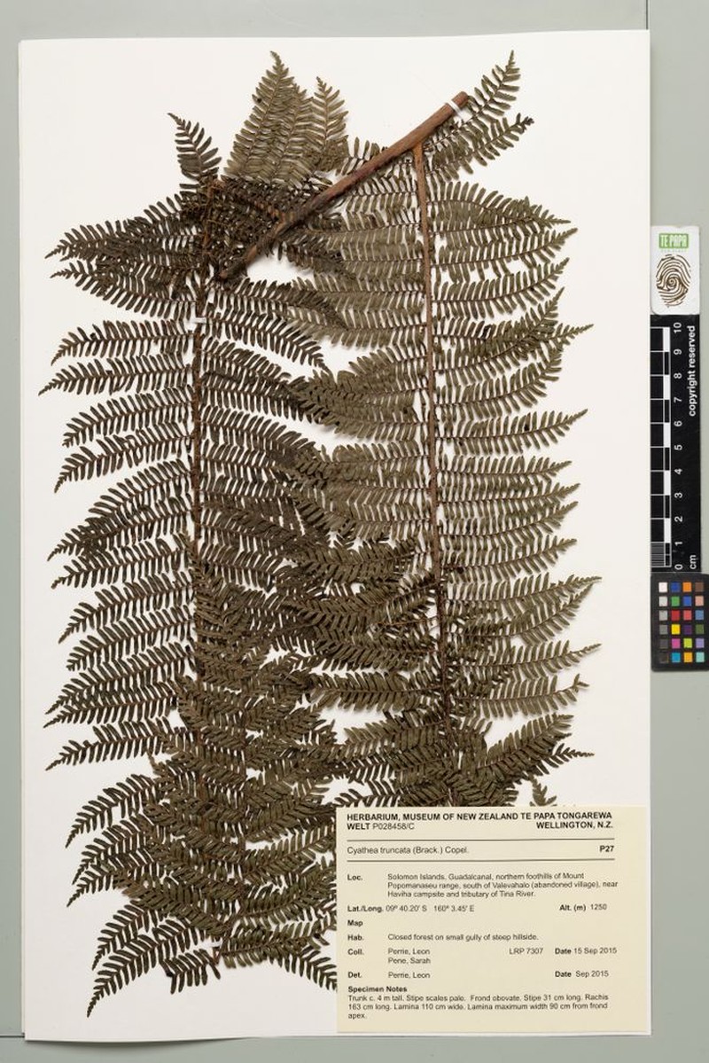 Sphaeropteris truncata photo 4