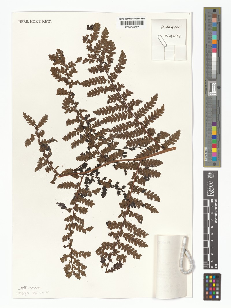 Sphaeropteris vaupelii