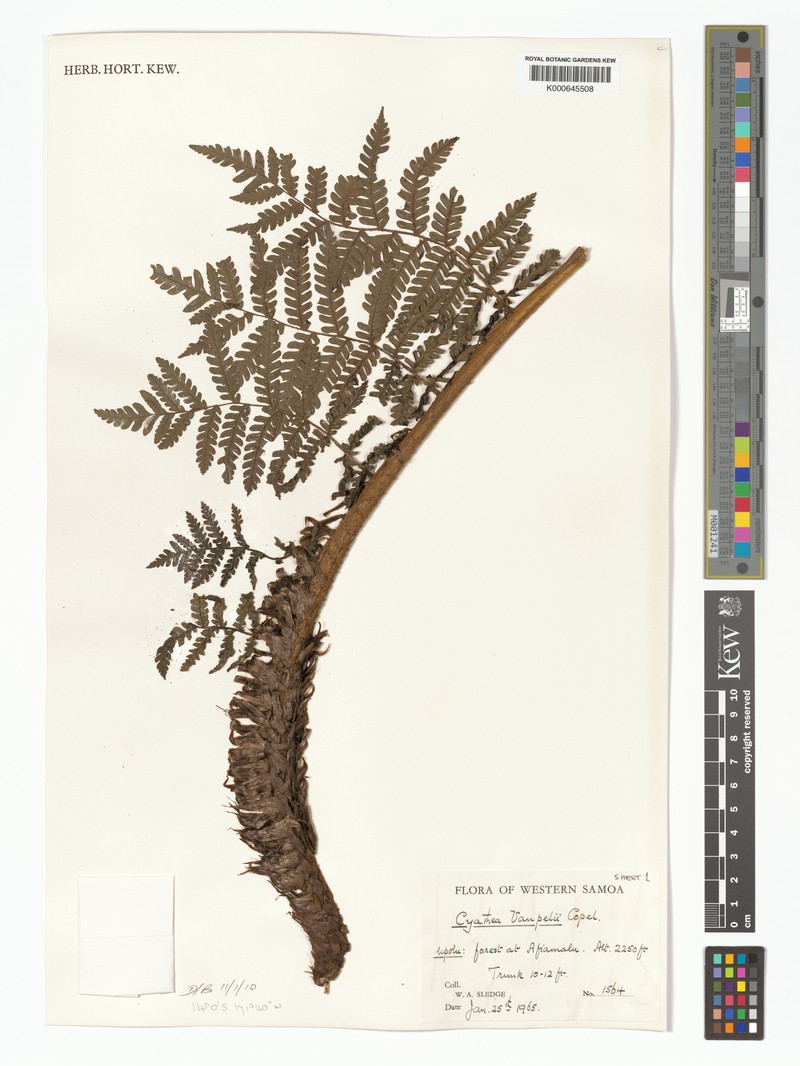 Sphaeropteris vaupelii photo 2