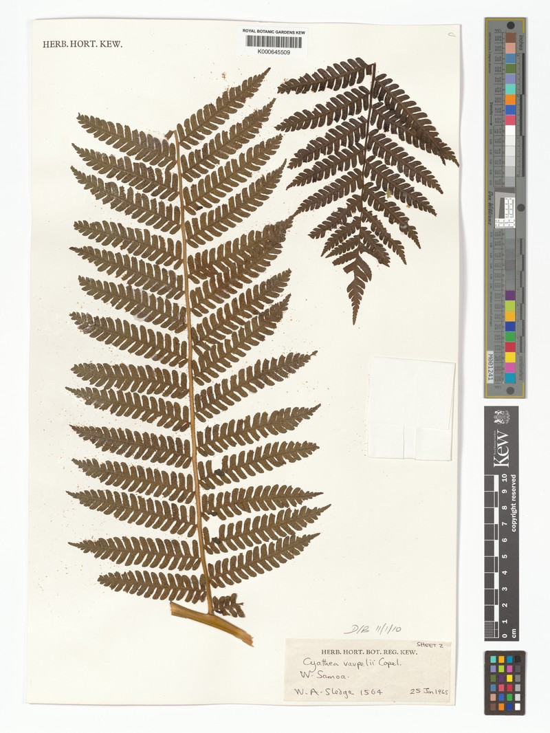 Sphaeropteris vaupelii photo 3