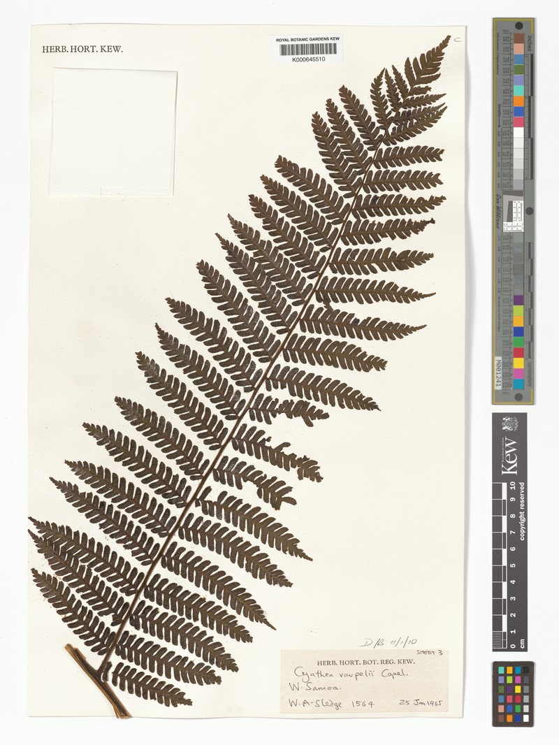Sphaeropteris vaupelii photo 4