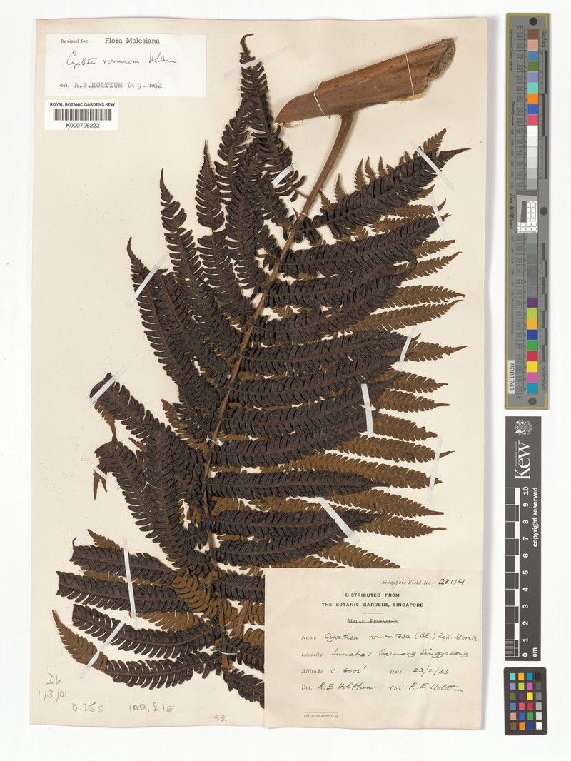 Sphaeropteris verrucosa