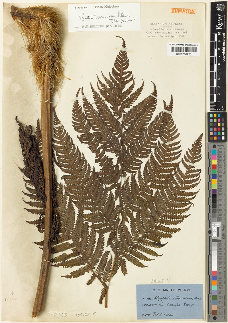 Sphaeropteris verrucosa photo 3