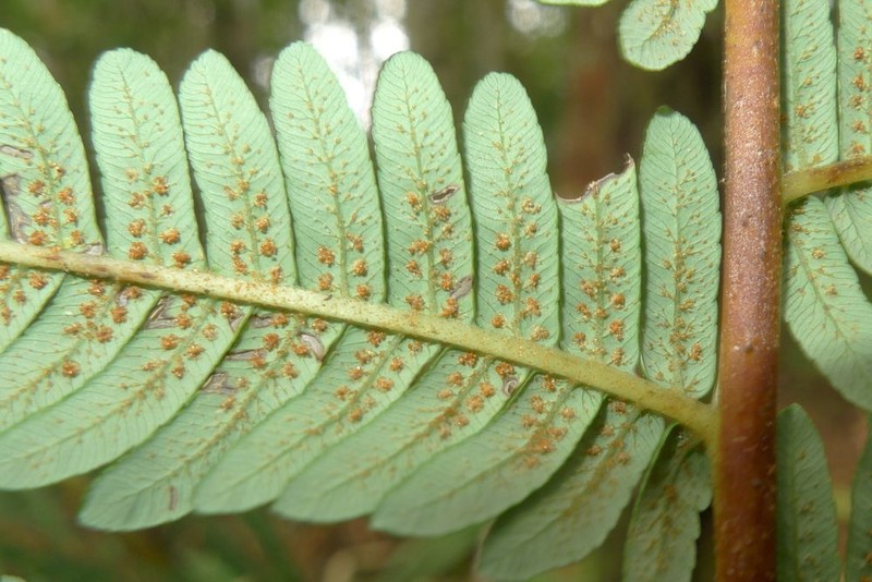 Sphaeropteris vittata