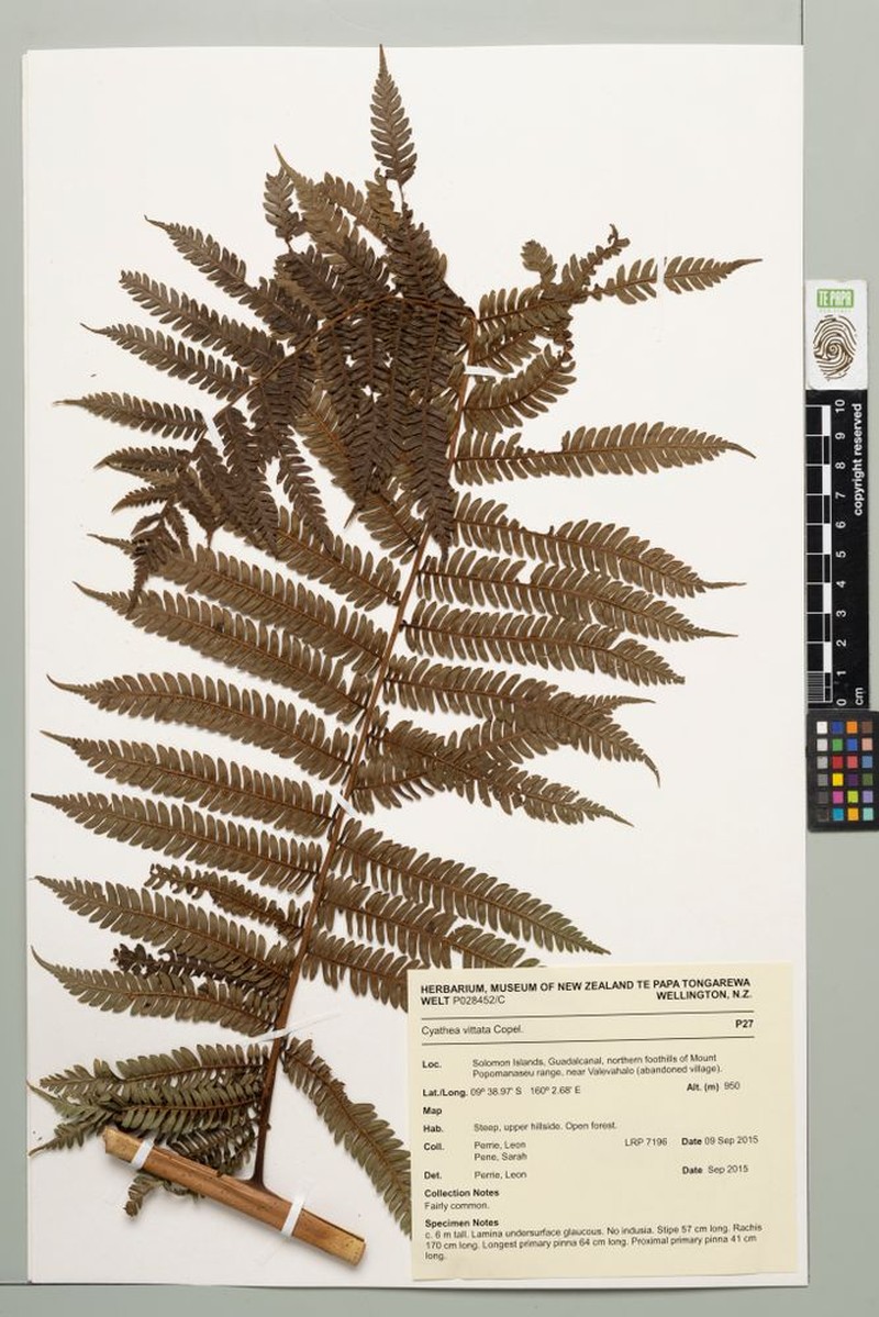 Sphaeropteris vittata photo 3