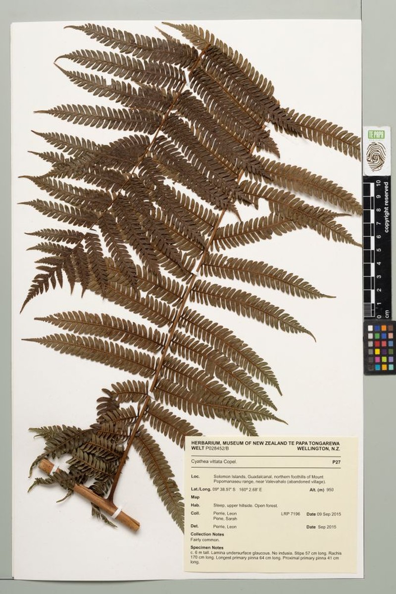 Sphaeropteris vittata photo 4