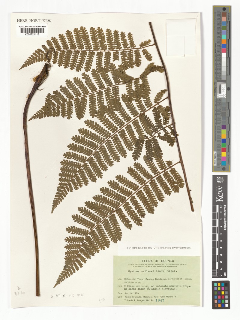 Sphaeropteris wallacei