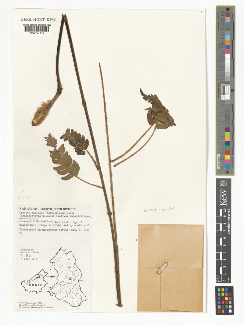 Sphaeropteris wallacei photo 2