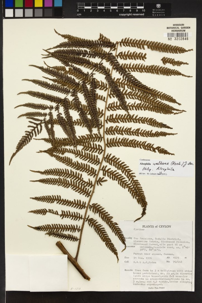 Sphaeropteris wallacei photo 3