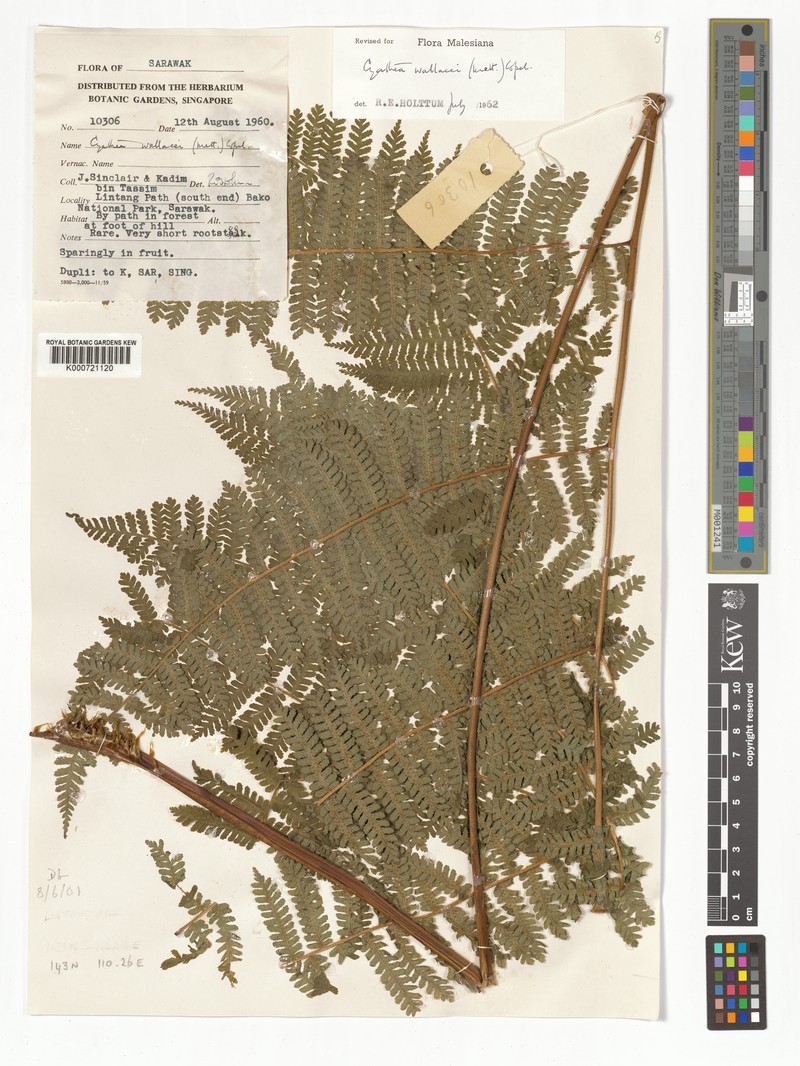 Sphaeropteris wallacei photo 4