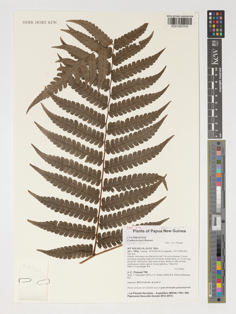 Sphaeropteris werneri