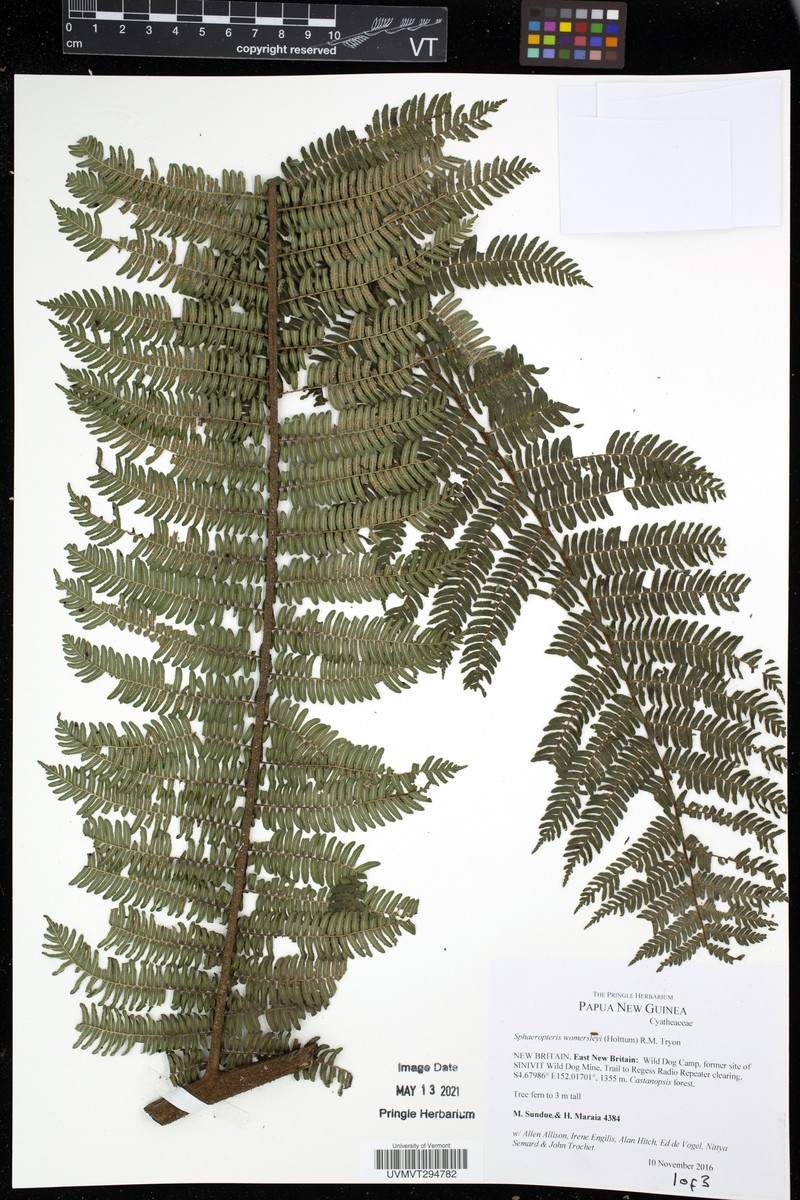 Sphaeropteris womersleyi