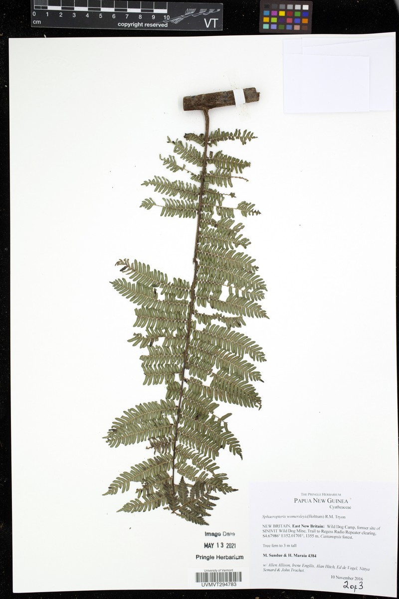 Sphaeropteris womersleyi photo 2