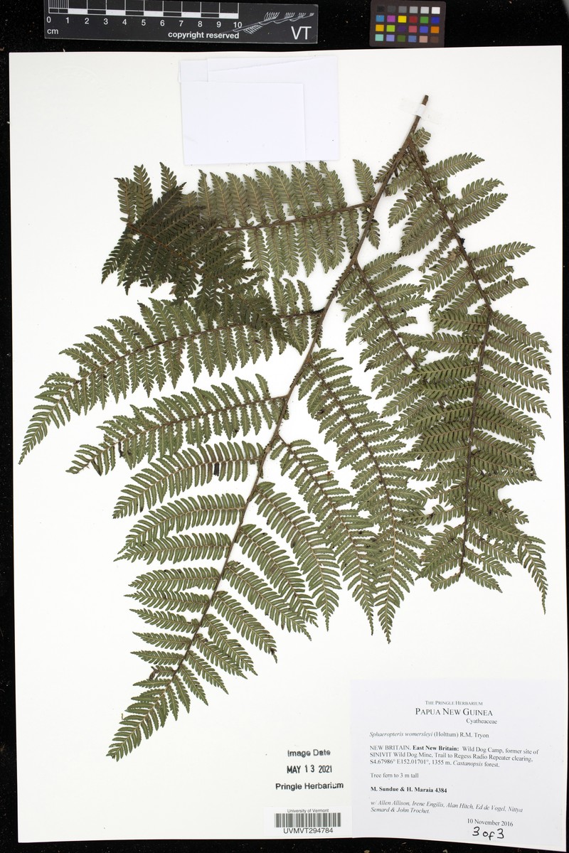 Sphaeropteris womersleyi photo 3