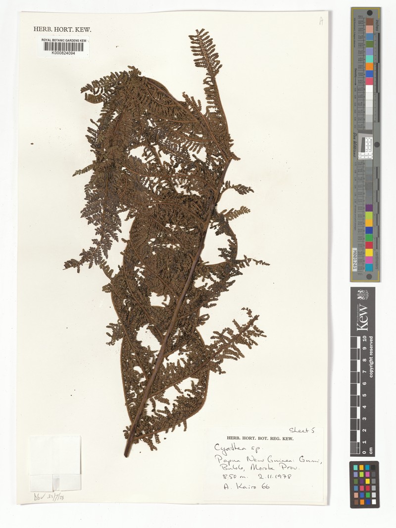 Sphaeropteris womersleyi photo 4