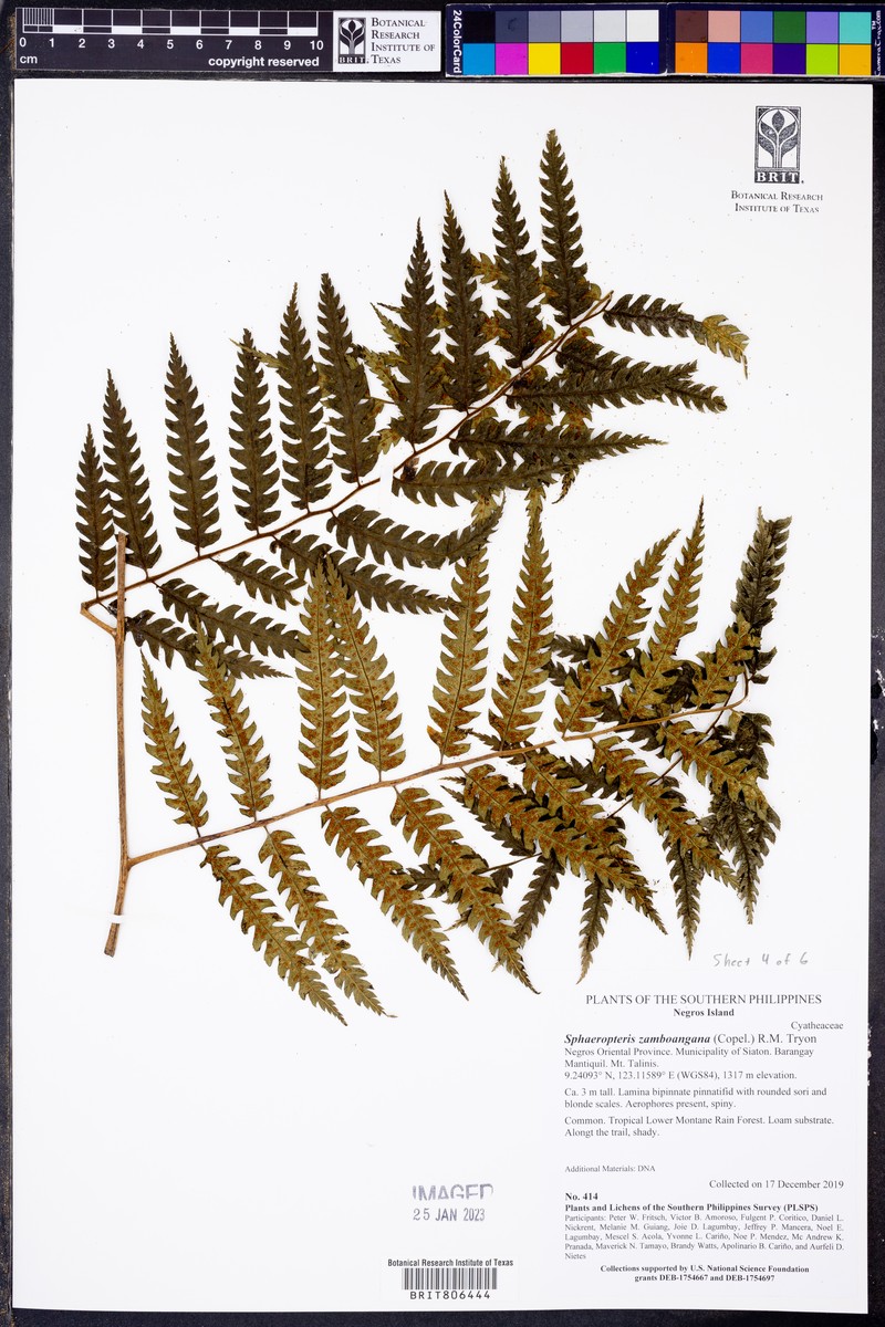Sphaeropteris zamboangana